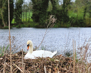 Swan at the side of a lake